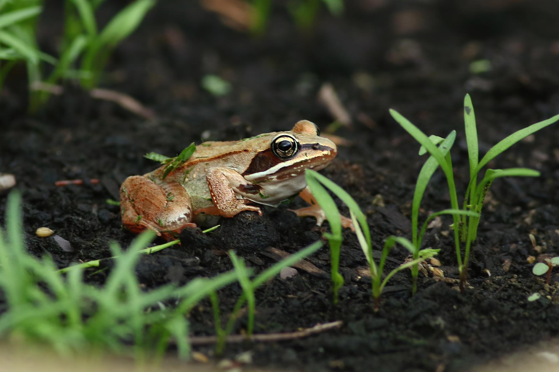 grenouille-des-bois-wood-frog