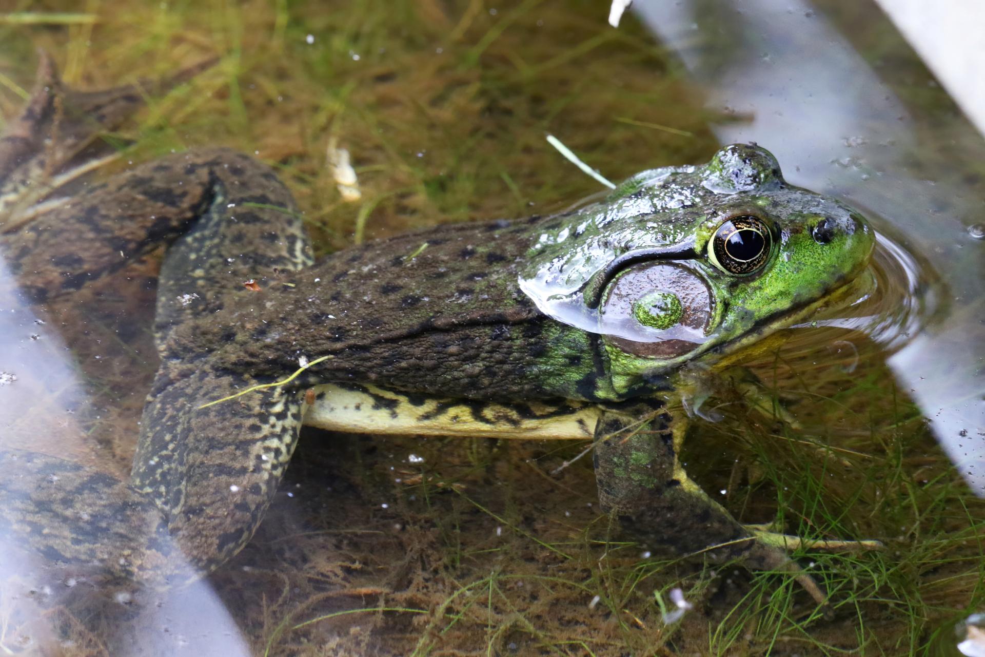 grenouille-verte-green-frog