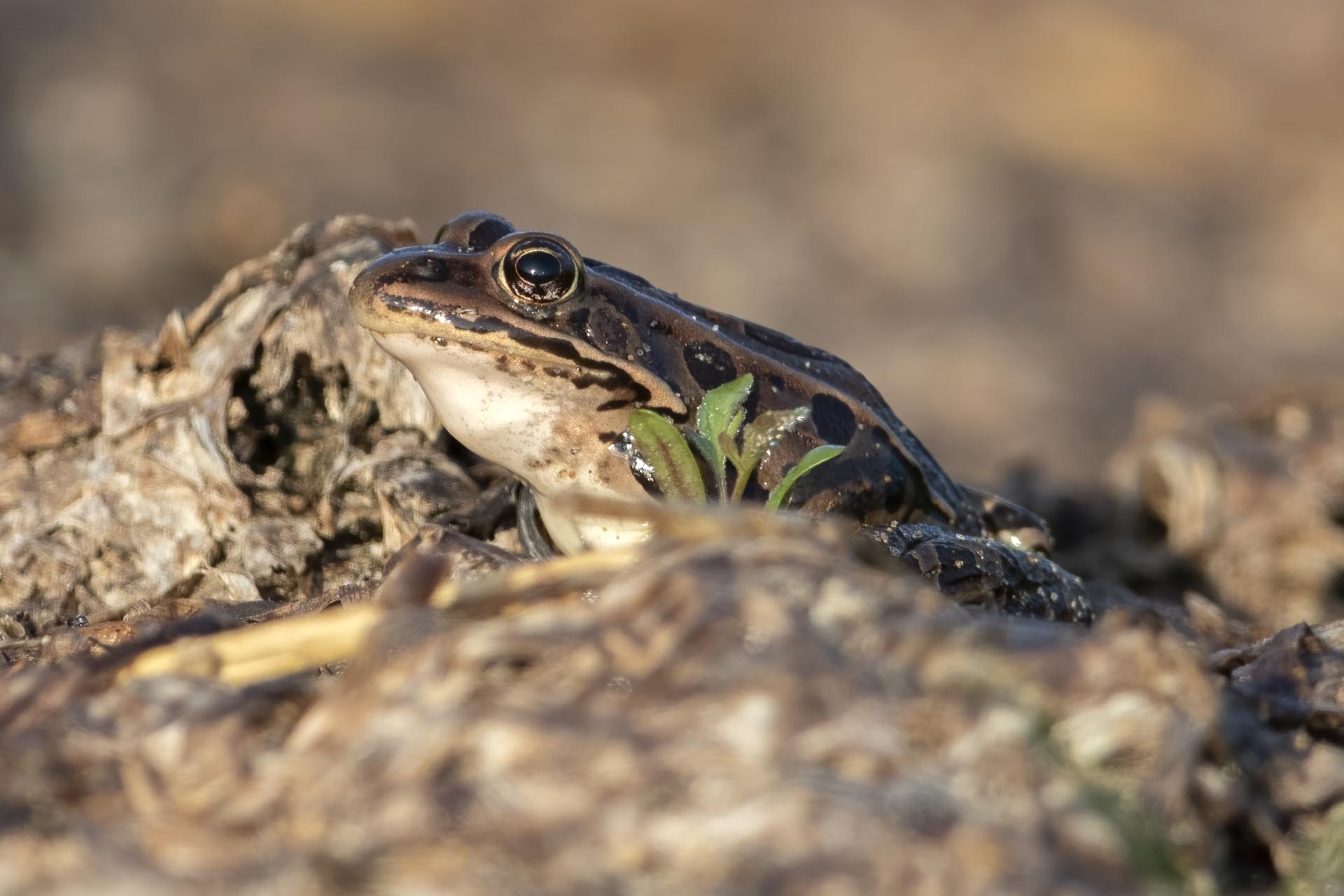 grenouille-verte-green-frog