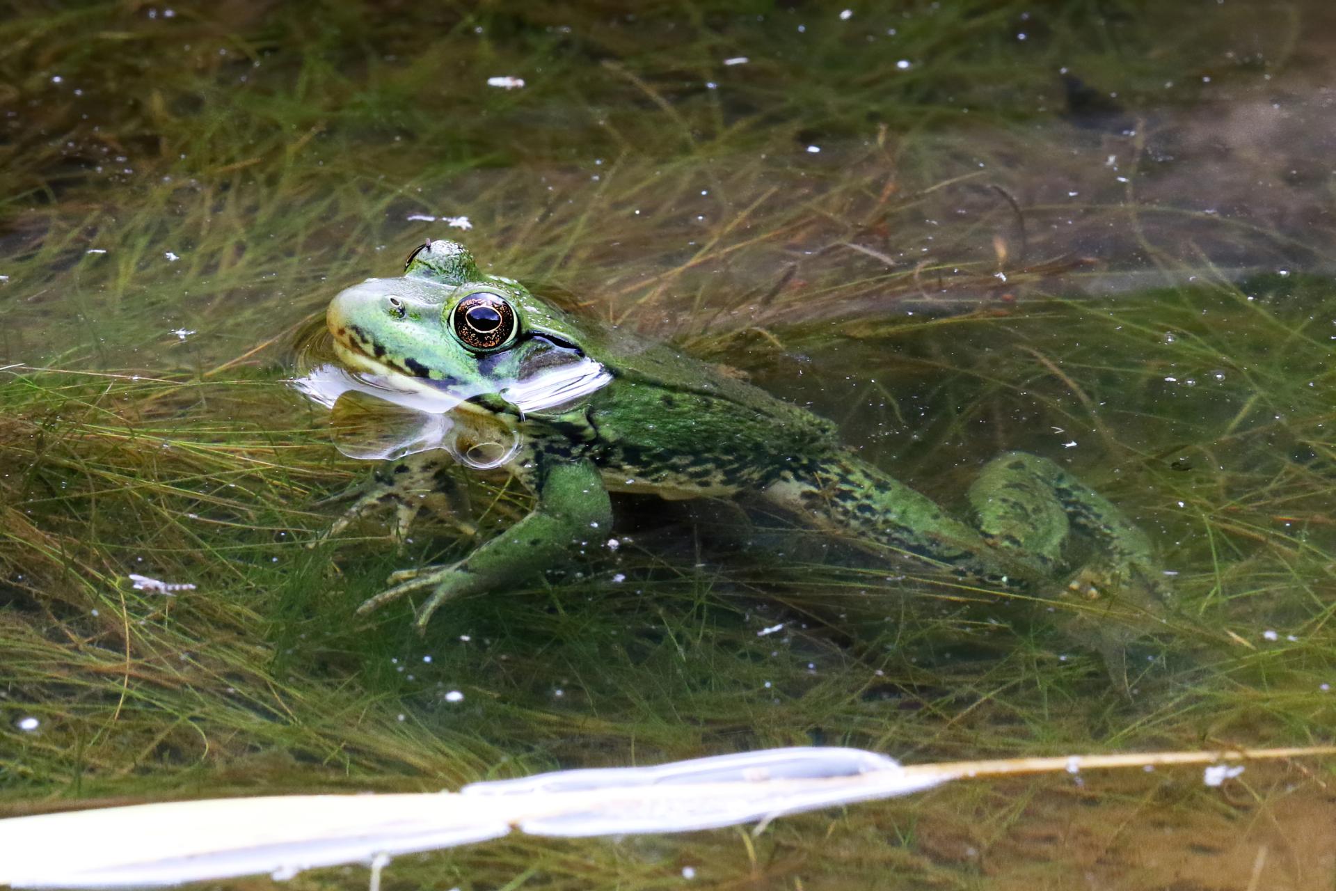 grenouille-verte-green-frog