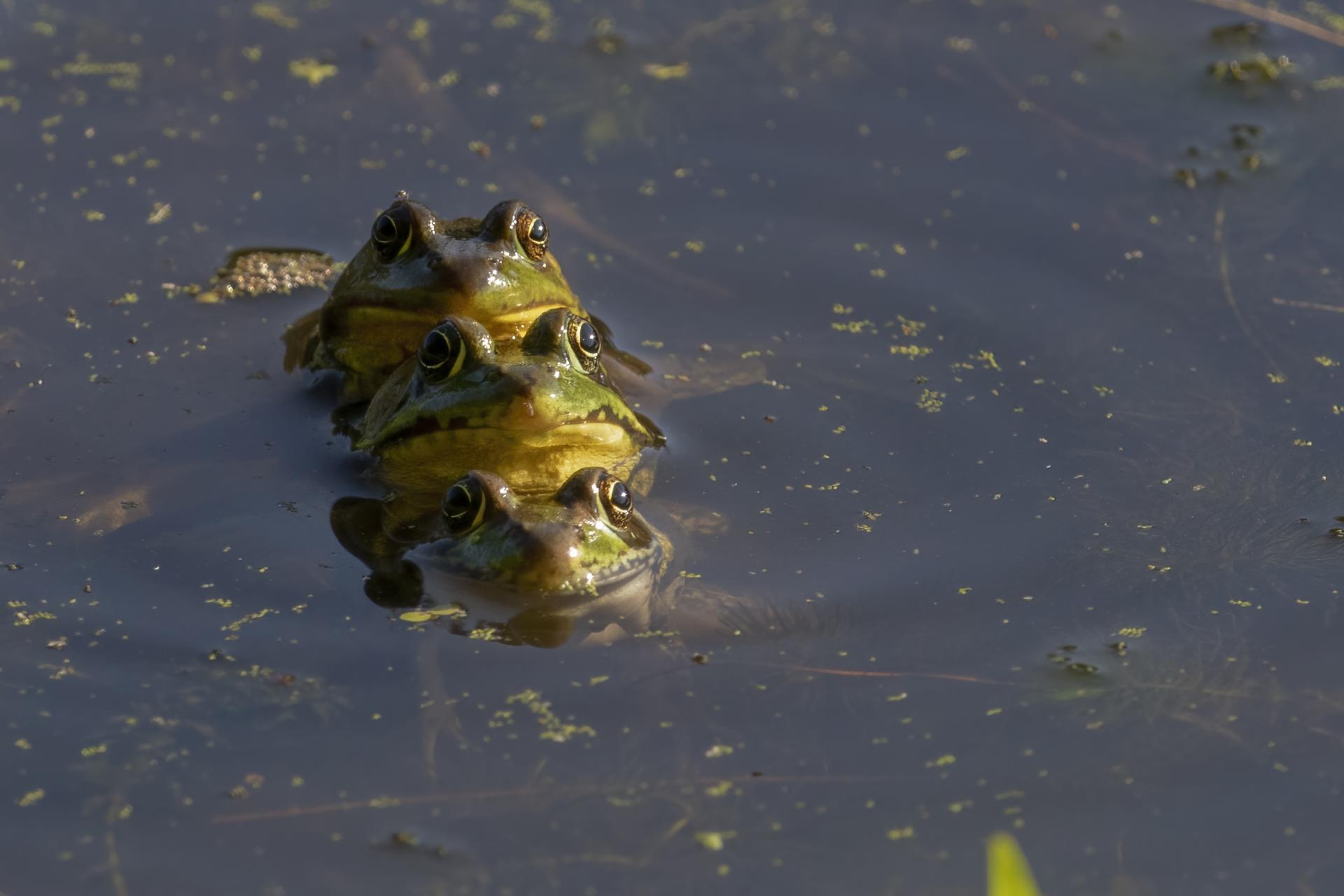 grenouille-verte-green-frog