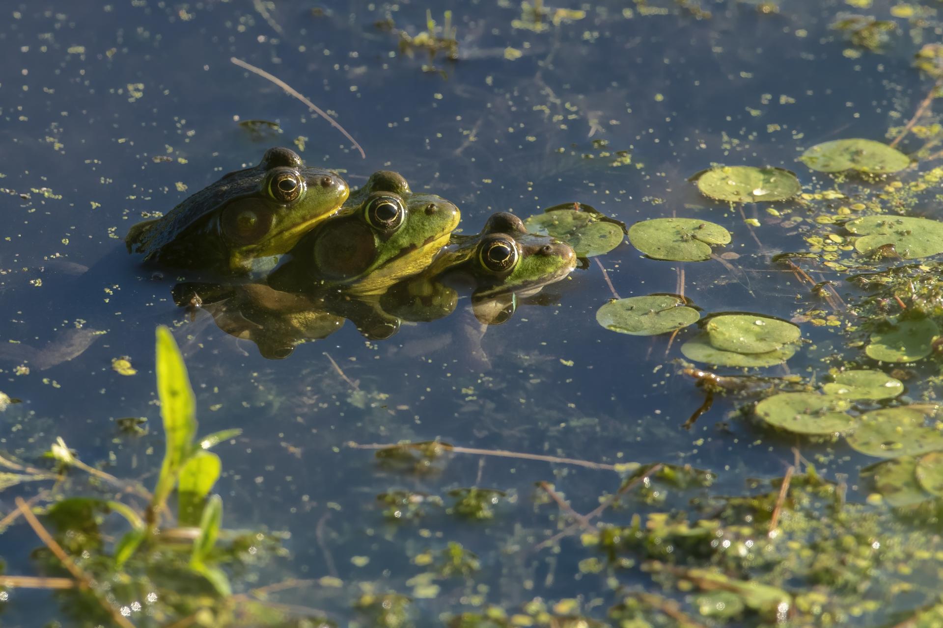 grenouille-verte-green-frog