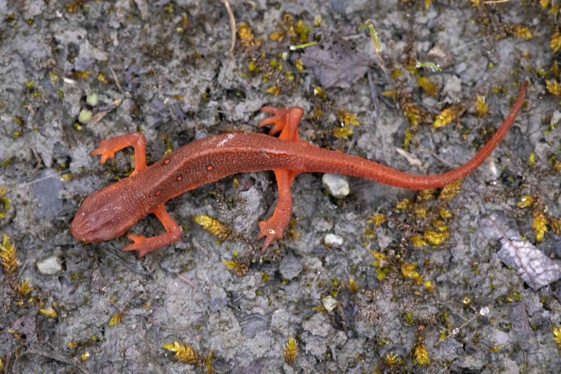 triton-vert-eastern-newt