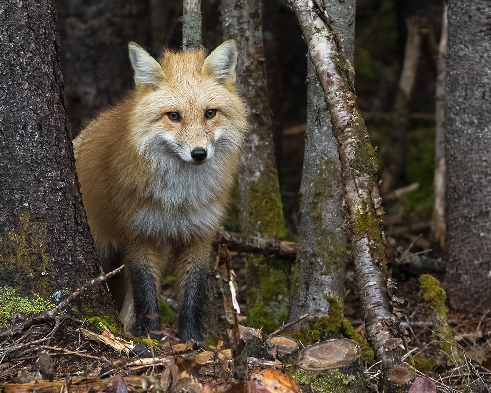 Accueil animaux du Québec