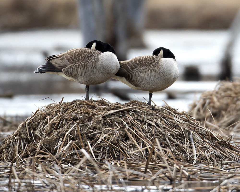 Accueil animaux du Québec