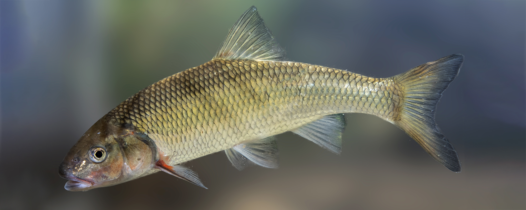 Accueil animaux du Québec
