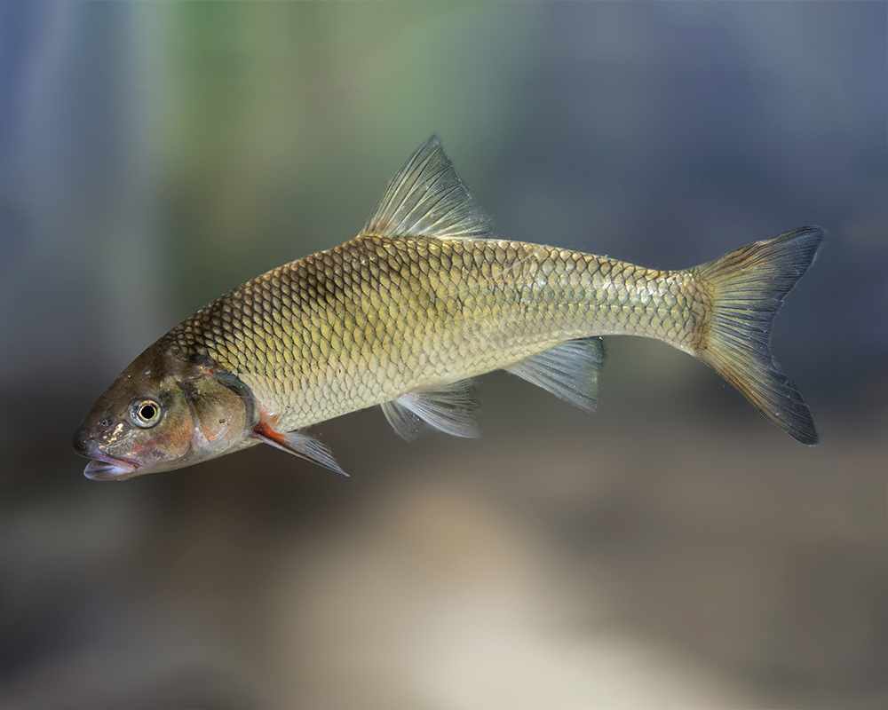 Accueil animaux du Québec
