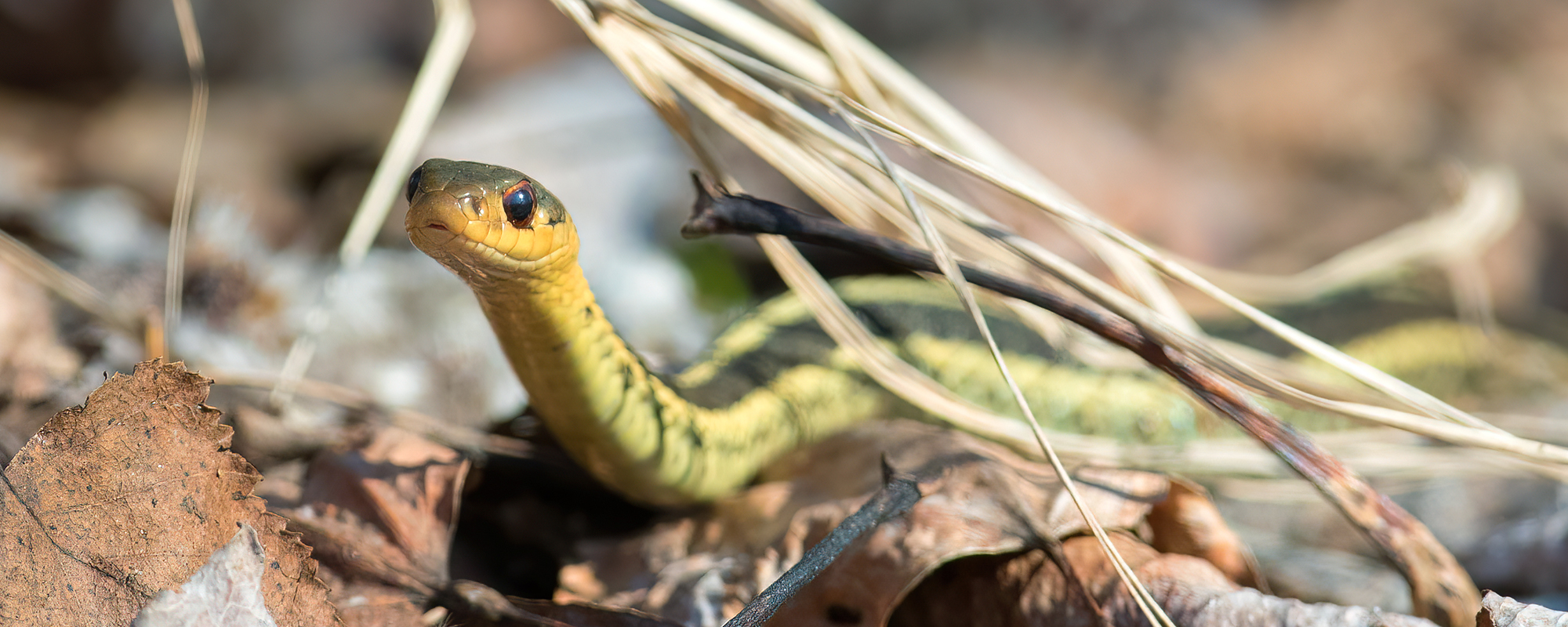 Accueil animaux du Québec