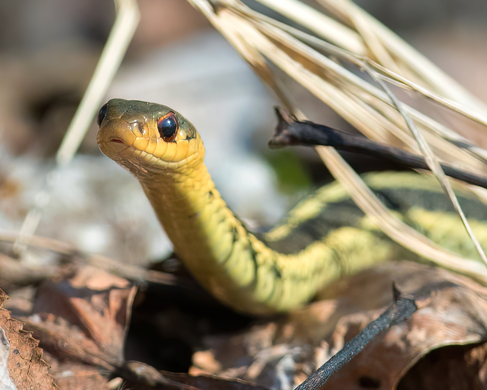 Accueil animaux du Québec