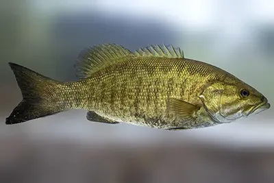 achigan-a-petite-bouche-smallmouth-bass