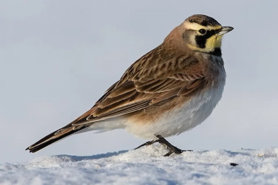 alouette-hausse-col-horned-lark