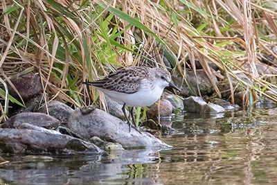becasseau-semi-palme-semipalmated-sandpiper
