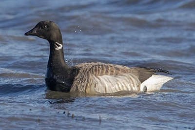 bernache-cravant-brant