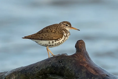 chevalier-grivele-spotted-sandpiper