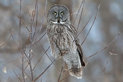 chouette-lapone-great-gray-owl