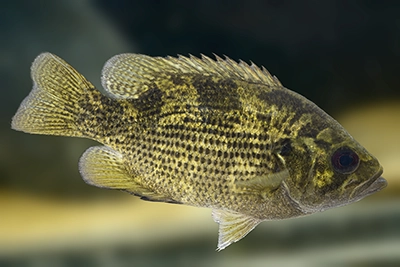 crapet-de-roche-rock-bass