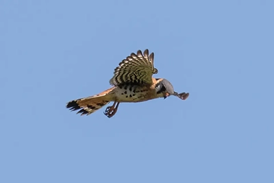 crecerelle-d-amerique-American-kestrel
