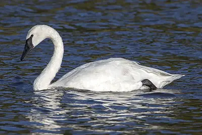 cygne-trompette-trumpeter-swan