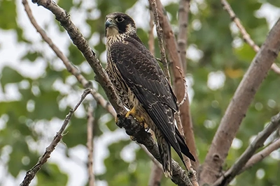 faucon-pelerin-American-peregrine-falcon