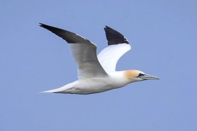 fou-de-bassan-northern-gannet