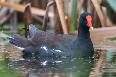 gallinule-d-amerique-common-moorhen