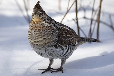 gelinotte-huppee-ruffed-grouse