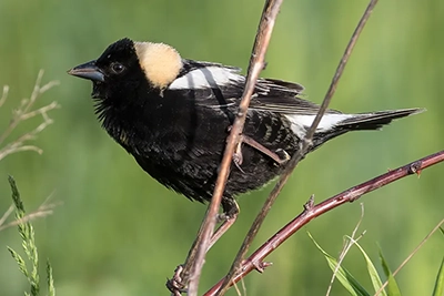 goglu-des-pres-bobolink