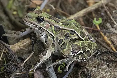 grenouille-leopard-Northern-leopard-frog