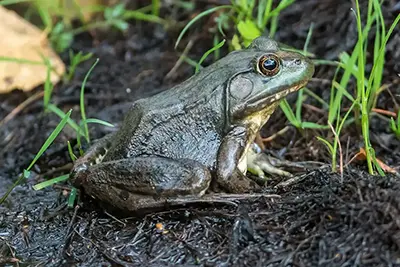 grenouille-verte-green-frog