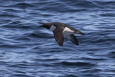 guillemot-marmette-common-murre