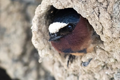 hirondelle-a-front-blanc-cliff-swallow