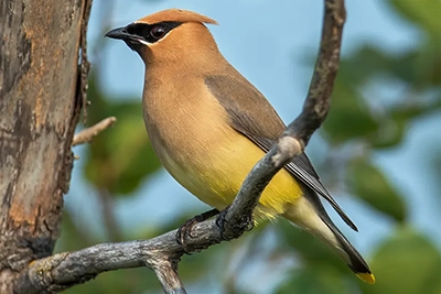 jaseur-d-amerique-cedar-waxwing