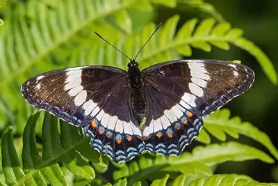 limenitis-arthemis-amiral-blanc