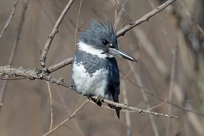 martin-pecheur-d-amerique-belted-kingfisher