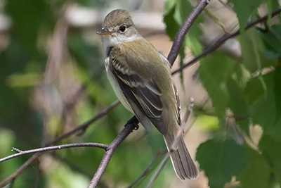moucherolle-des-aulnes-alder-flycatcher