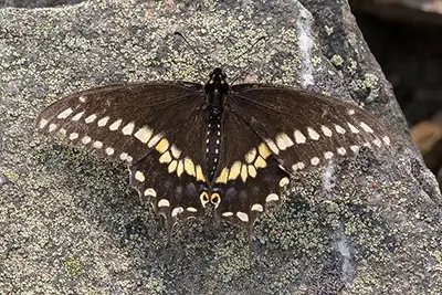 papilio-polyxenes-papillon-du-celeri