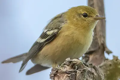 paruline-a-poitrine-baie-bay-breasted-warbler