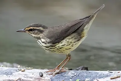 paruline-des-ruisseaux-Northern-waterthrush