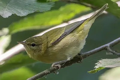 paruline-obscure-Tennessee-warbler