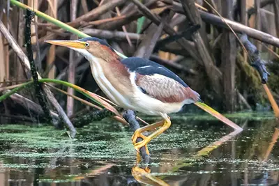 petit-blongios-least-bittern