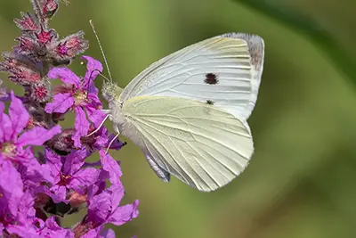 pieris-rapae-pieride-de-la-rave