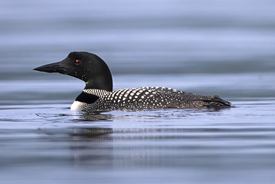 plongeon-huard-common-loon