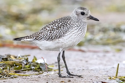 pluvier-argente-black-bellied-plover