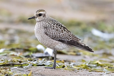 pluvier-bronze-American-golden-plover