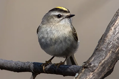 roitelet-a-couronne-doree-golden-crowned-kinglet