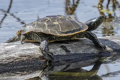 tortue-geographique-common-map-turtle