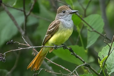 tyran-huppe-great-crested-flycatcher