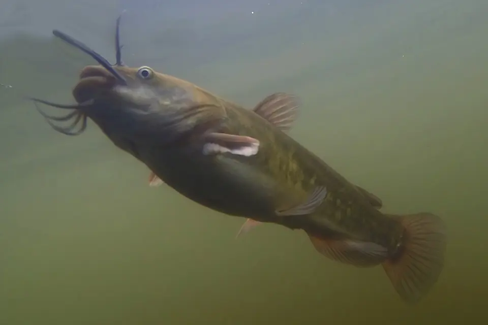 barbotte-brune-brown-bullhead