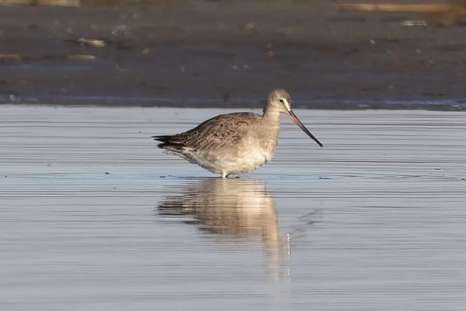 barge-hudsonienne-hudsonian-godwit