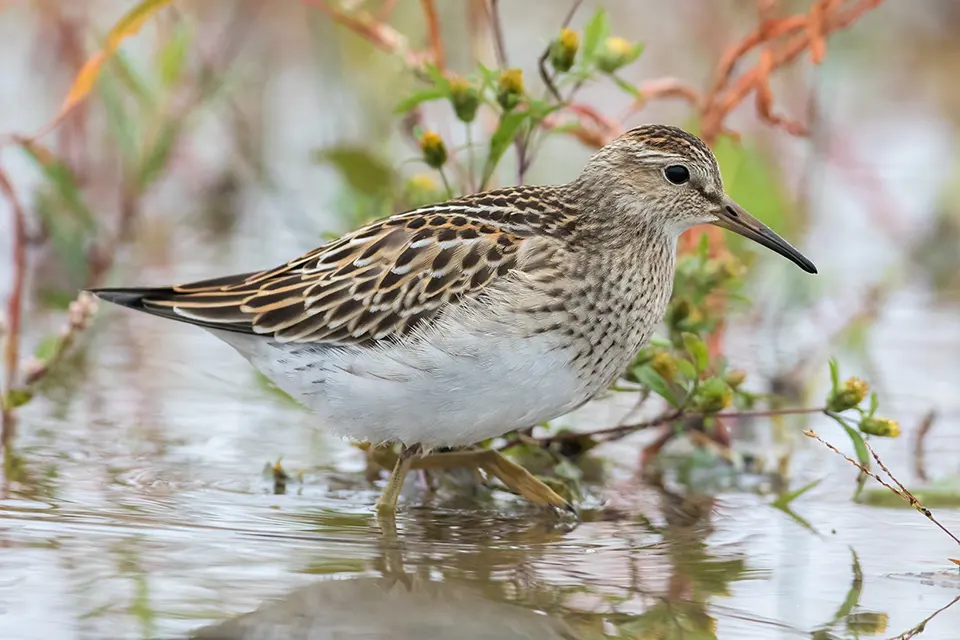 becasseau-a-poitrine-cendree-pectoral-sandpiper